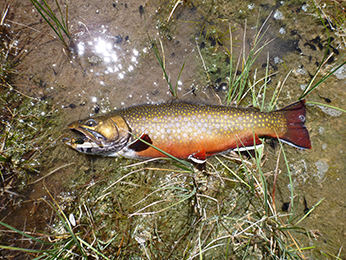 Fishing for Brook Trout (non-native)